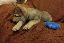 Československý vlčák s rodokmenem TOP spojení