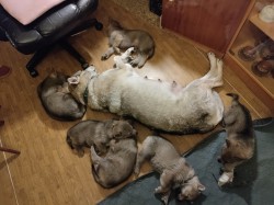 Československý vlčák s rodokmenem TOP spojení