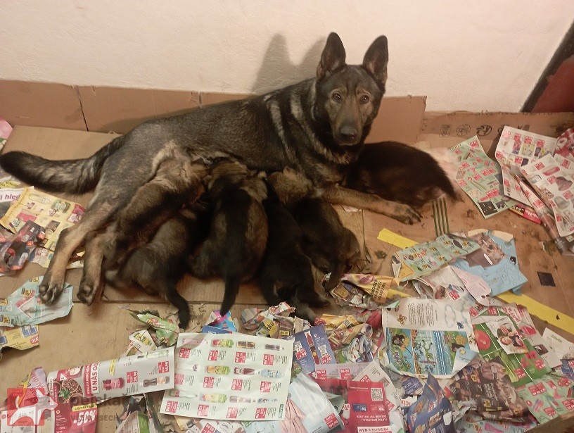 Německý ovčák štěnata s pp