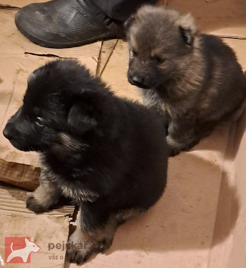 Německý ovčák štěnata s pp