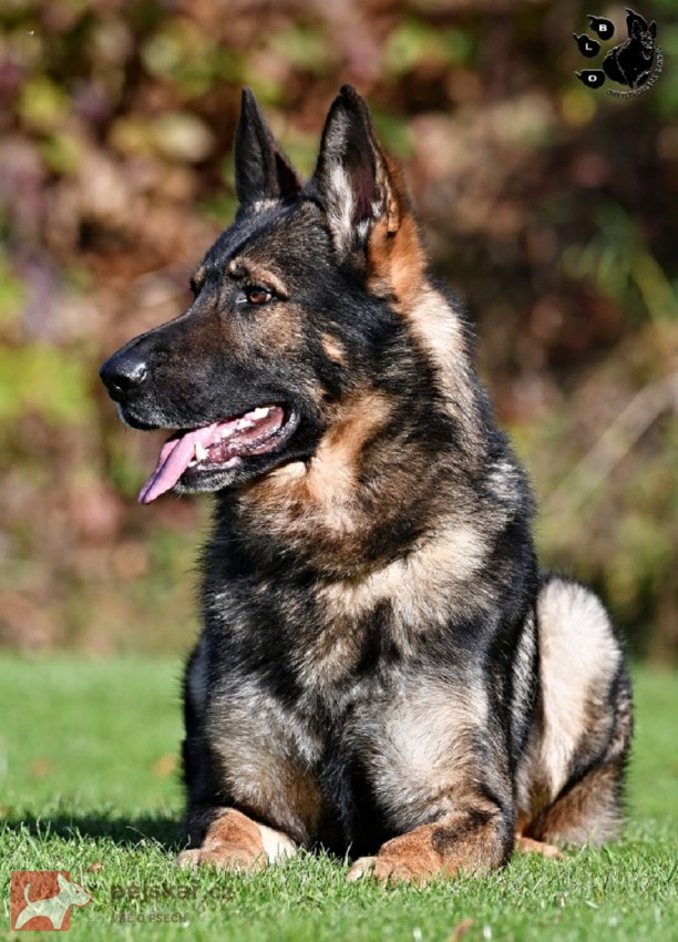 Německý ovčák štěnata s pp