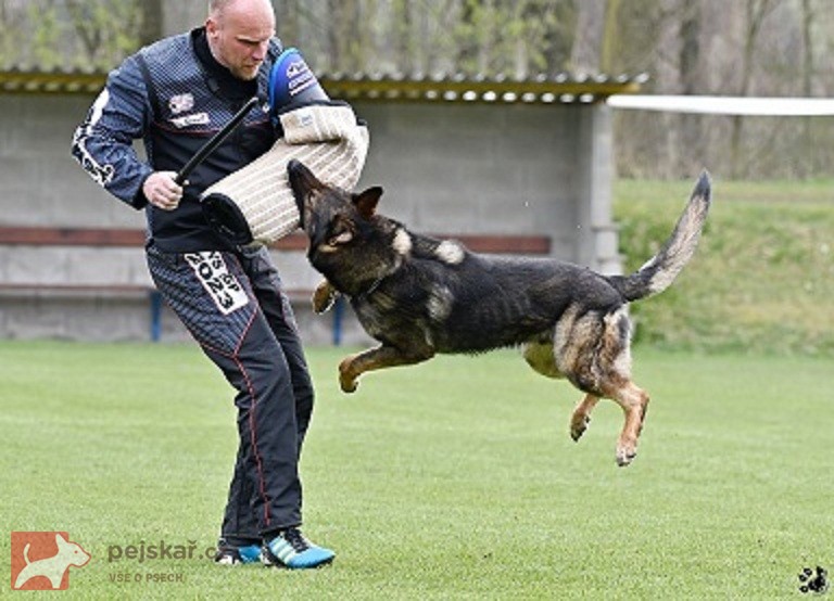 Německý ovčák štěnata s pp