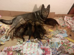 Inzerce psů Německý ovčák štěnata s pp