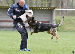 Německý ovčák štěnata s pp