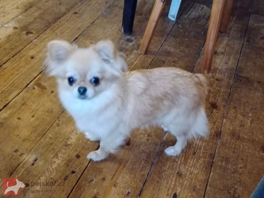 Čivava - mini fenky