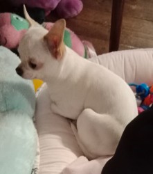 Inzerce psů Čivava - mini fenky