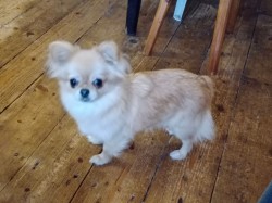 Čivava - mini fenky