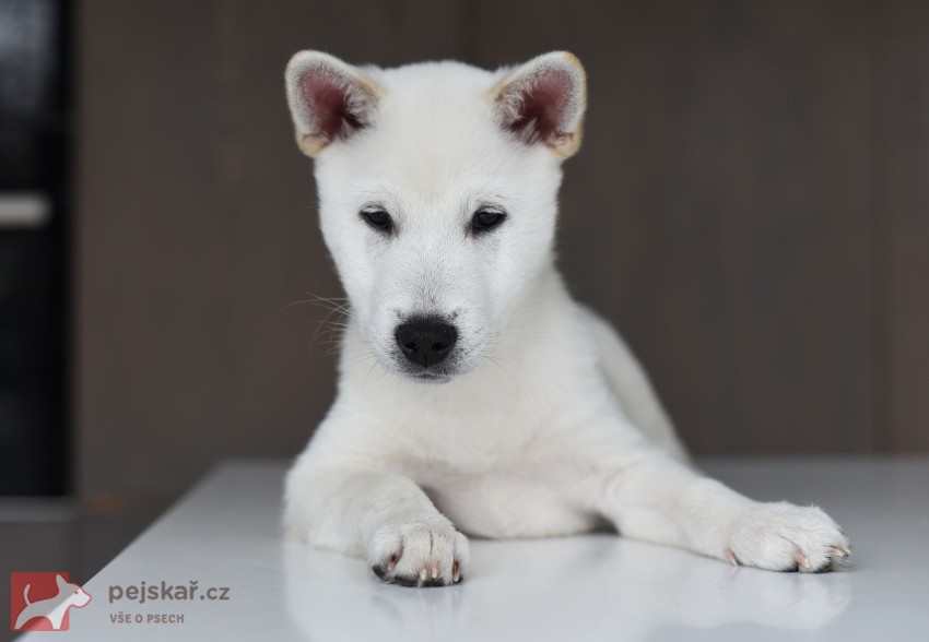 Štěně Kishu Inu s PP FCI k odběru