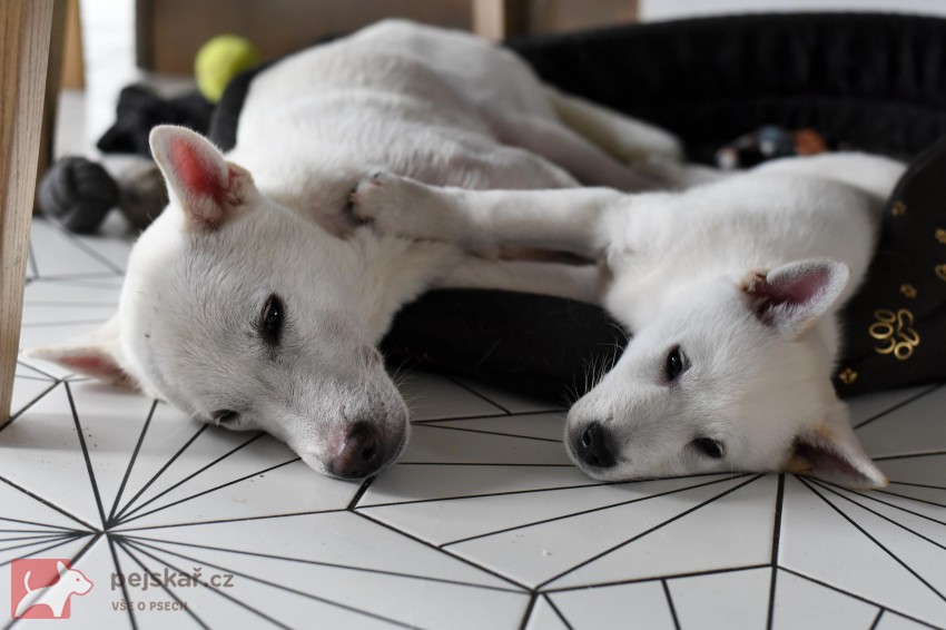 Štěně Kishu Inu s PP FCI k odběru