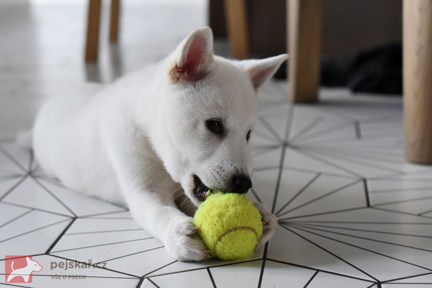 Štěně Kishu Inu s PP FCI k odběru