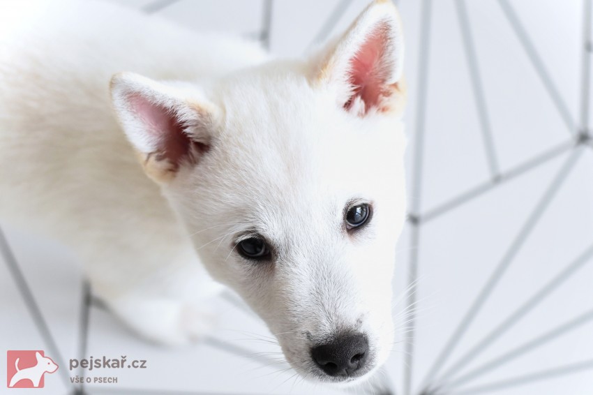 Štěně Kishu Inu s PP FCI k odběru