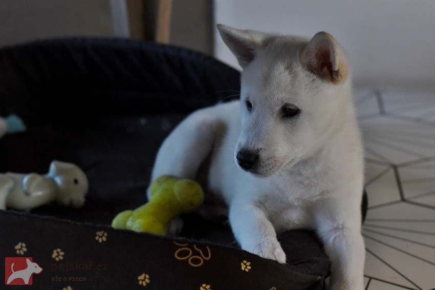 Štěně Kishu Inu s PP FCI k odběru