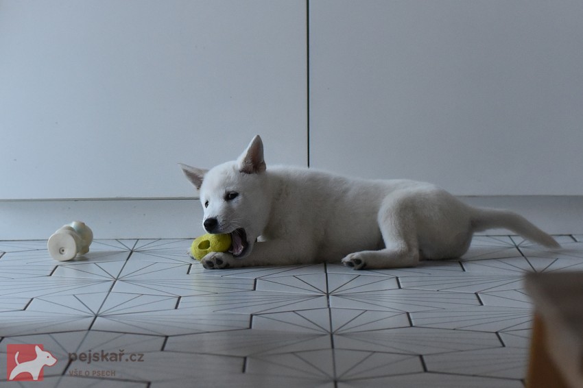 Štěně Kishu Inu s PP FCI k odběru