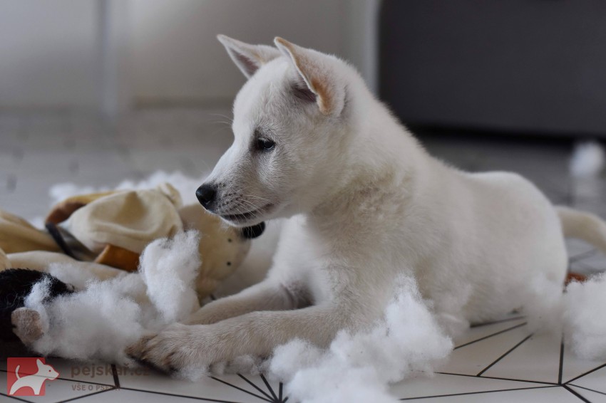 Štěně Kishu Inu s PP FCI k odběru