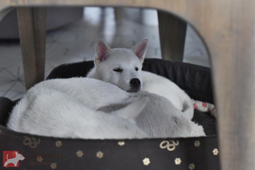 Štěně Kishu Inu s PP FCI k odběru