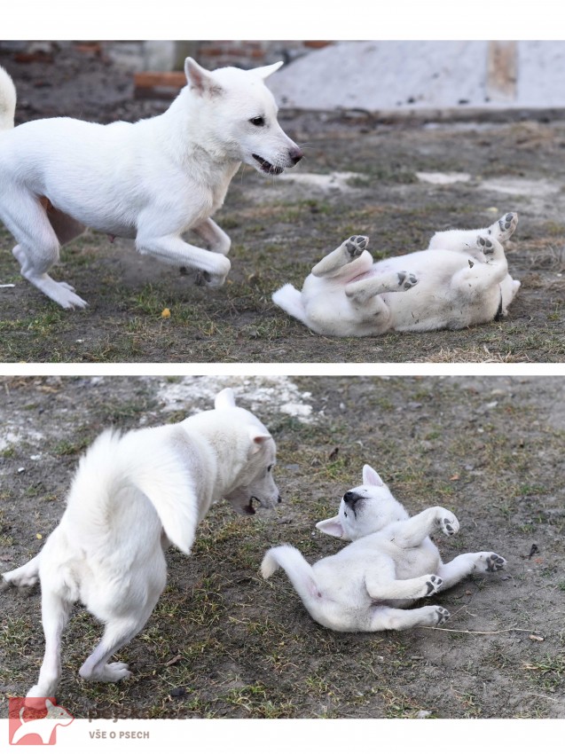 Štěně Kishu Inu s PP FCI k odběru