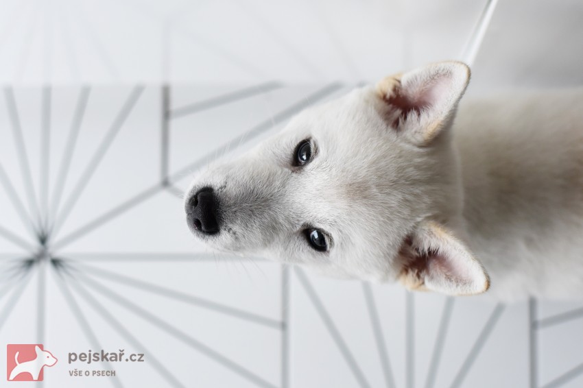 Štěně Kishu Inu s PP FCI k odběru