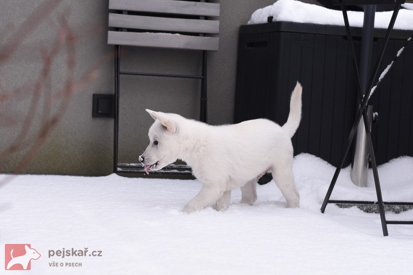 Štěně Kishu Inu s PP FCI k odběru