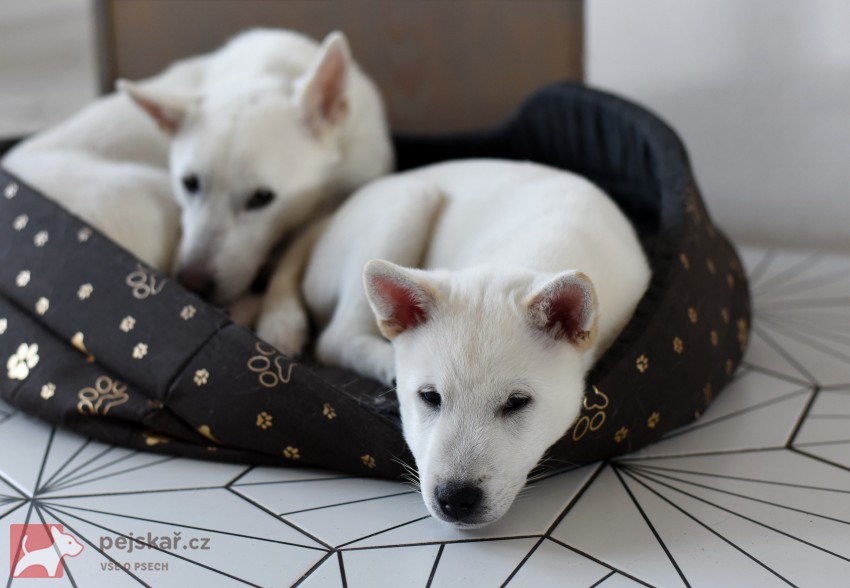 Štěně Kishu Inu s PP FCI k odběru