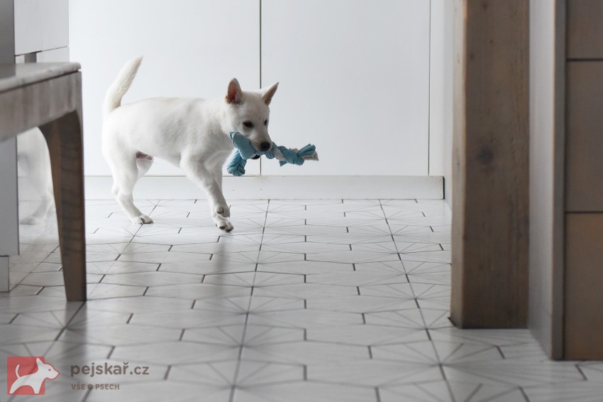 Štěně Kishu Inu s PP FCI k odběru