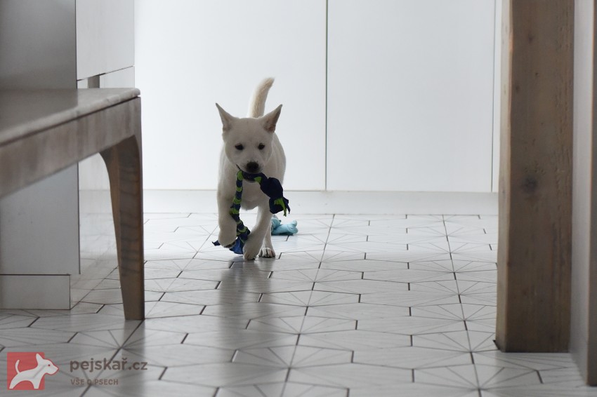 Štěně Kishu Inu s PP FCI k odběru