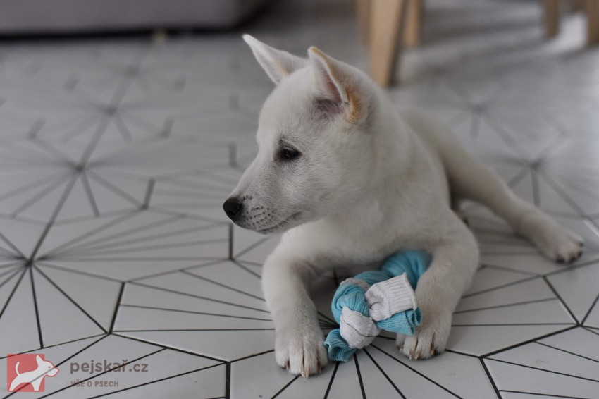 Štěně Kishu Inu s PP FCI k odběru