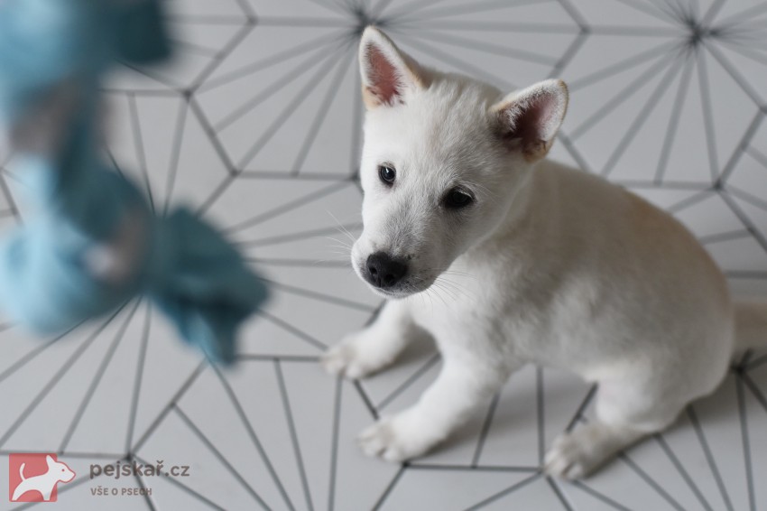 Štěně Kishu Inu s PP FCI k odběru