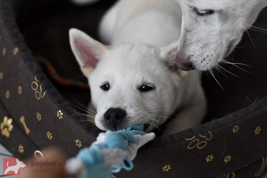 Štěně Kishu Inu s PP FCI k odběru