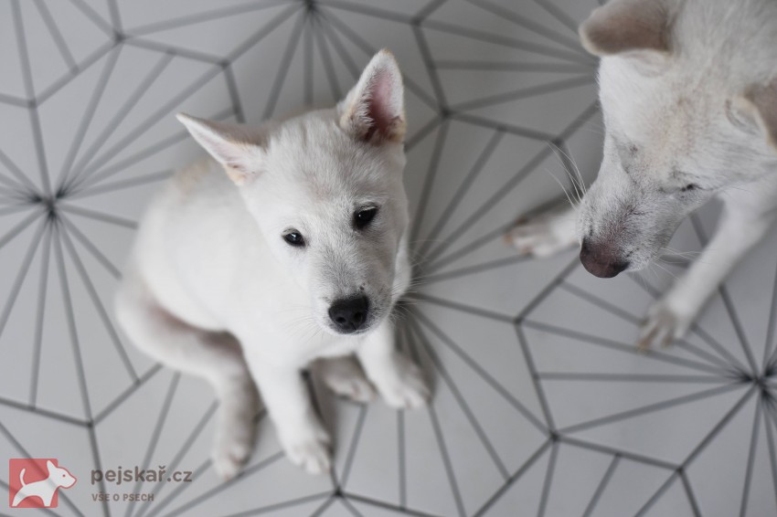Štěně Kishu Inu s PP FCI k odběru