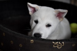 Štěně Kishu Inu s PP FCI k odběru