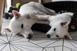 Štěně Kishu Inu s PP FCI k odběru