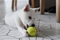 Štěně Kishu Inu s PP FCI k odběru