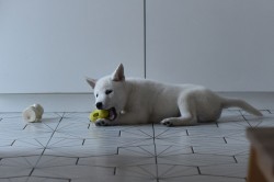 Štěně Kishu Inu s PP FCI k odběru