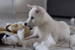 Štěně Kishu Inu s PP FCI k odběru