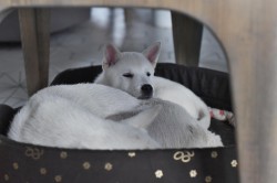 Štěně Kishu Inu s PP FCI k odběru