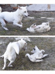 Štěně Kishu Inu s PP FCI k odběru