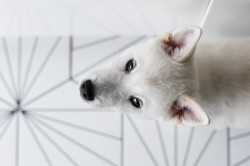 Štěně Kishu Inu s PP FCI k odběru