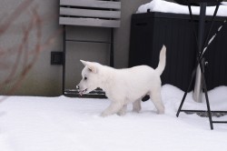 Štěně Kishu Inu s PP FCI k odběru