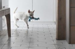 Štěně Kishu Inu s PP FCI k odběru