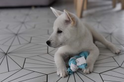 Štěně Kishu Inu s PP FCI k odběru