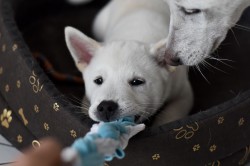 Štěně Kishu Inu s PP FCI k odběru