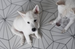 Štěně Kishu Inu s PP FCI k odběru