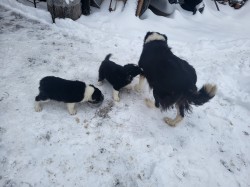 Inzerce psů Border Kolie