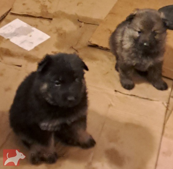 Německý ovčák štěnata s pp