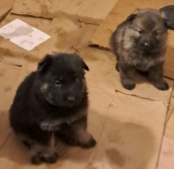 Německý ovčák štěnata s pp
