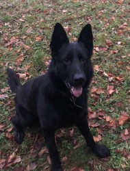 Inzerce psů Německý ovčák bez PP