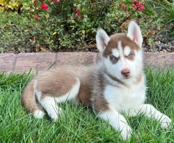 Inzerce psů Sibiřský husky-máme k odběru krásné fenky