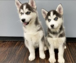 Inzerce psů Štěnata Sibiřský husky