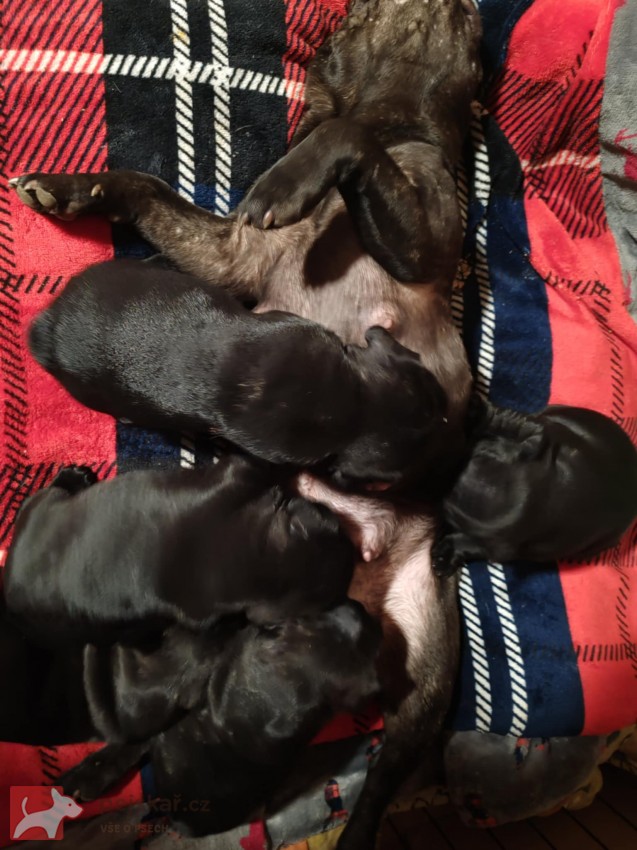 Francouzský buldoček štěňata s PP