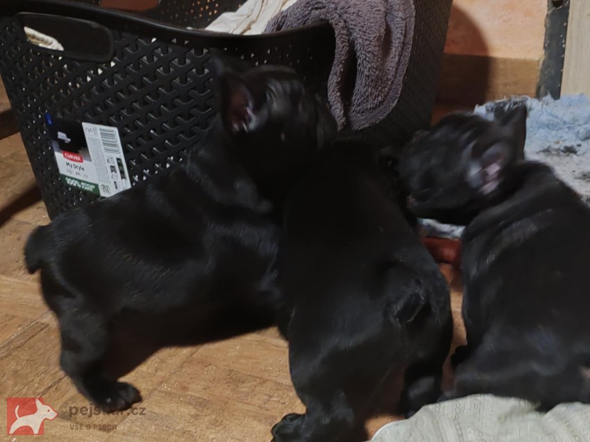 Francouzský buldoček štěňata s PP